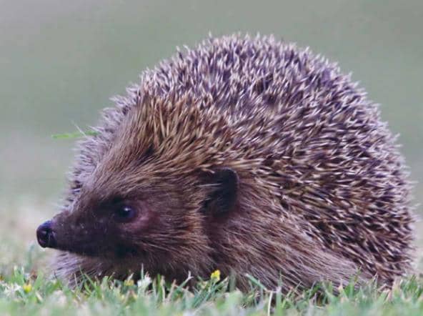National Hedgehog Awareness Week.
