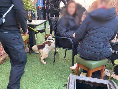 Dogs were used to help sniff out any drugs at bars along the coast.