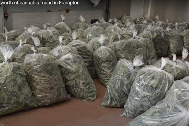 Some of the bagged up cannabis plants