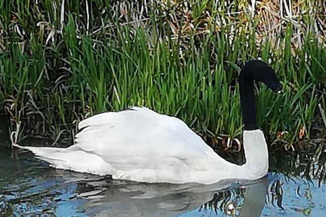 The swan was in the Catchwater Drain in the Coulson Road area of Lincoln when it was rescued on May 2.
