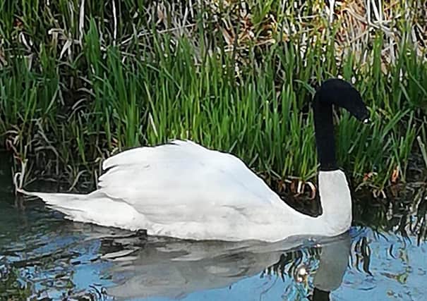 The swan was in the Catchwater Drain in the Coulson Road area of Lincoln when it was rescued on May 2.