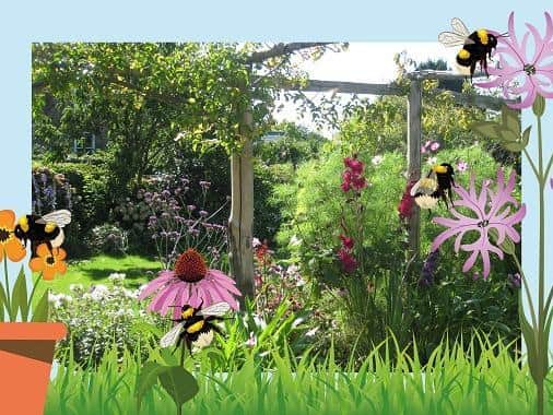 The Bumblebee Conservation Trust is launching a new competition – Pollin-8.