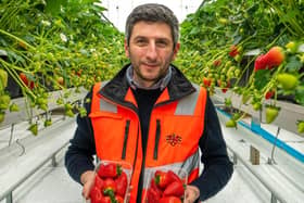 Angel Angelov of Dyson Farming's new glasshouse in Carrington.