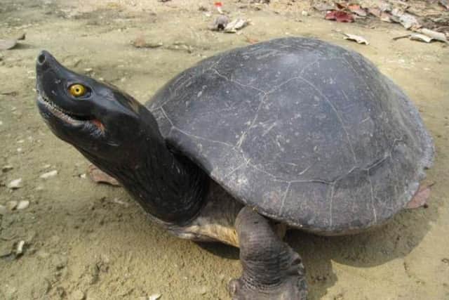 The Southern river terrapin (Batagur affinis) is a critically endangered species of freshwater turtle that is only found in southern Thailand, Cambodia and Peninsular Malaysia.