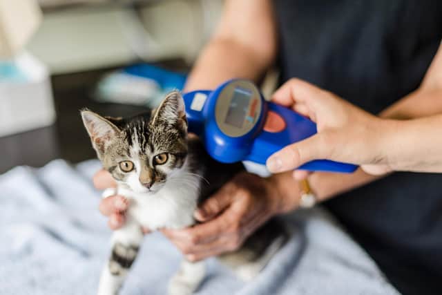 Microchipping of cats is now compulsary. Photo: Blue Cross