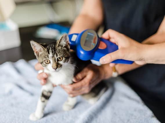 Microchipping of cats is now compulsary. Photo: Blue Cross