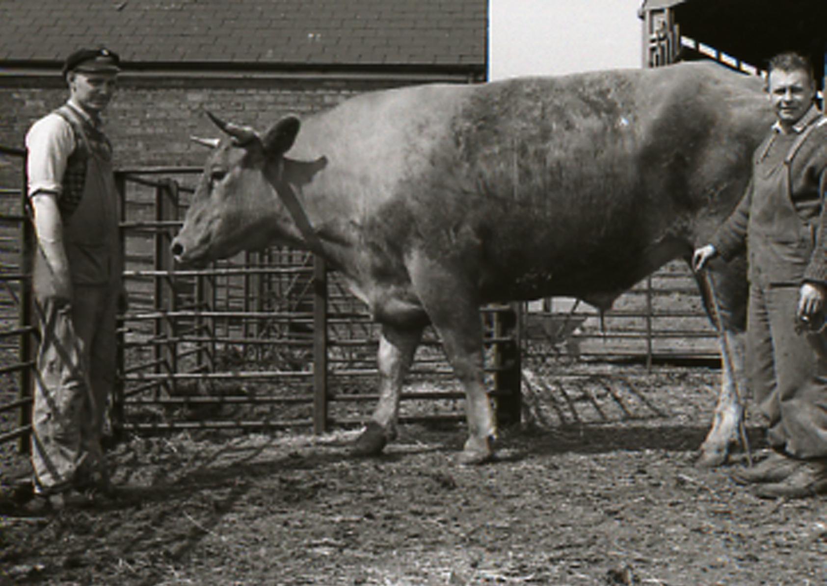 NOSTALGIA: Giant bullock offloaded at Boston goods yard