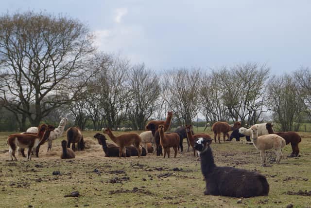 Alpacas EMN-210518-063346001