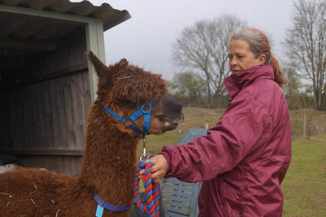 Alpacas EMN-210518-063410001