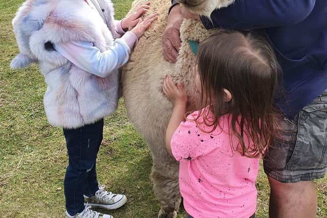 Alpacas EMN-210518-063446001