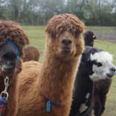 Alpacas EMN-210518-063422001