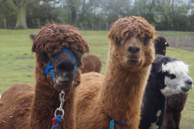 Alpacas EMN-210518-063422001