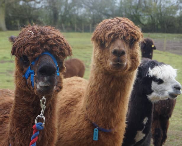Alpacas EMN-210518-063422001