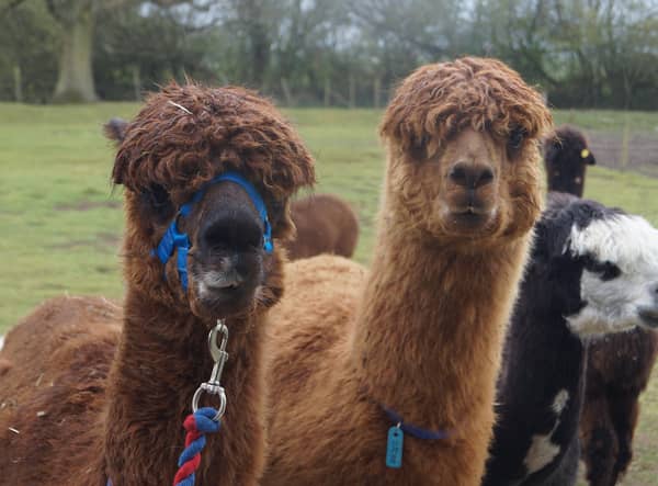 Alpacas EMN-210518-063422001