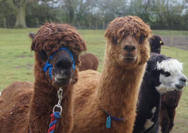 Alpacas EMN-210518-063422001