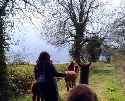 Alpacas EMN-210518-063528001