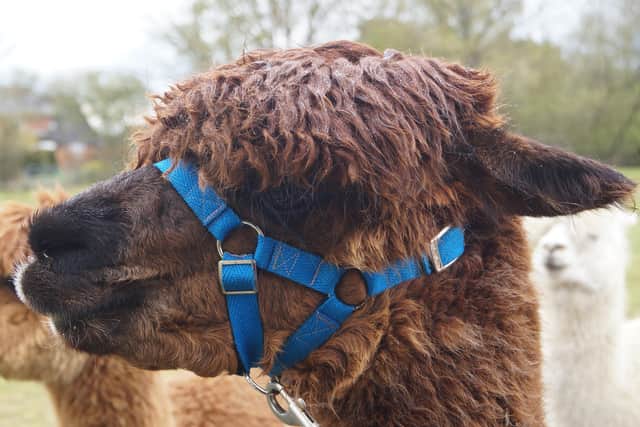 Alpacas EMN-210518-063434001