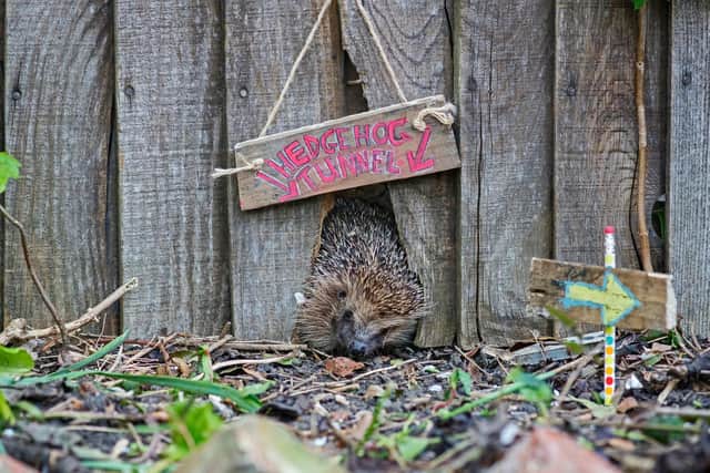 A hedgehog using a hedgehog tunnel. Photo: B&DWH