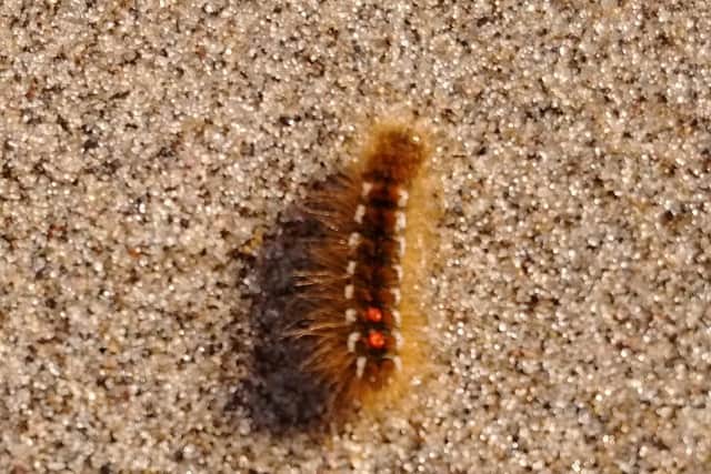Brown tail moth caterpillars have been found on Skegness beach.