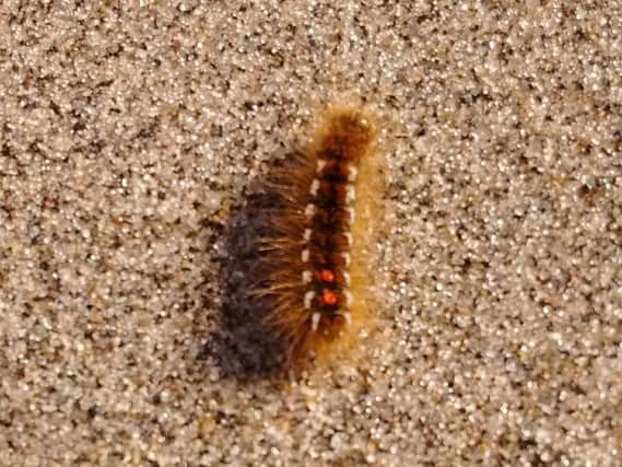 Brown tail moth caterpillars have been found on Skegness beach.