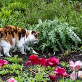 Committee the cat at Gunby Hall. Picture: Mike Pounder, volunteer photographer