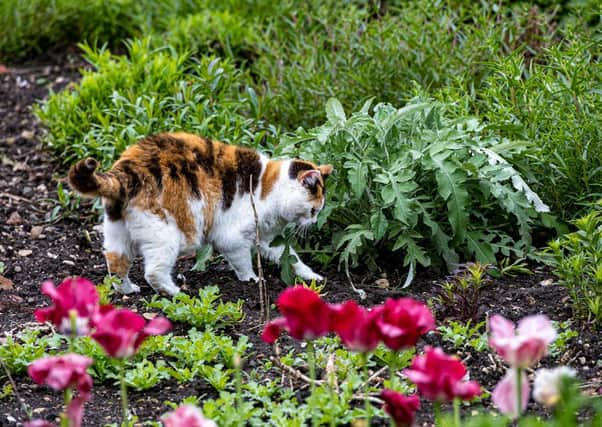 Committee the cat at Gunby Hall. Picture: Mike Pounder, volunteer photographer