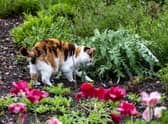 Committee the cat at Gunby Hall. Picture: Mike Pounder, volunteer photographer