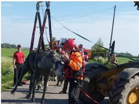 Horse rescue in Wainfleet.