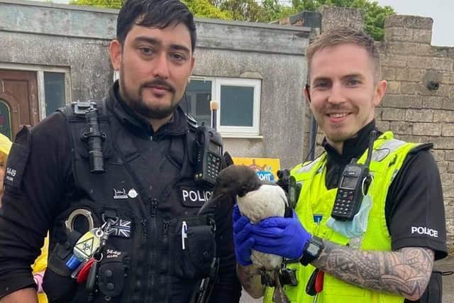 Police found the guillemot waiting at a bus stop near Natureland in Skegness.