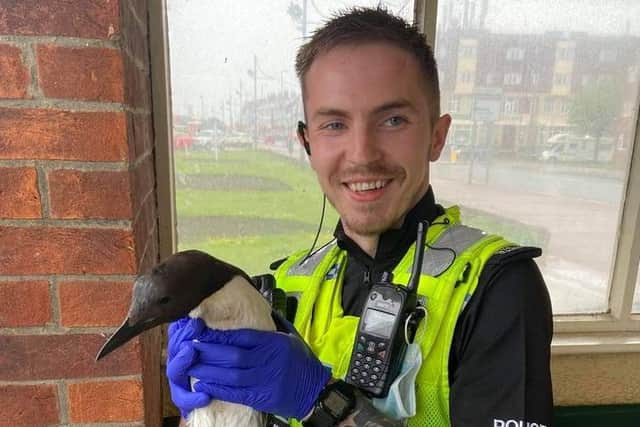 Gotcha - the guillemot was picked up by police in a bus stop near Natureland in Skegness.
