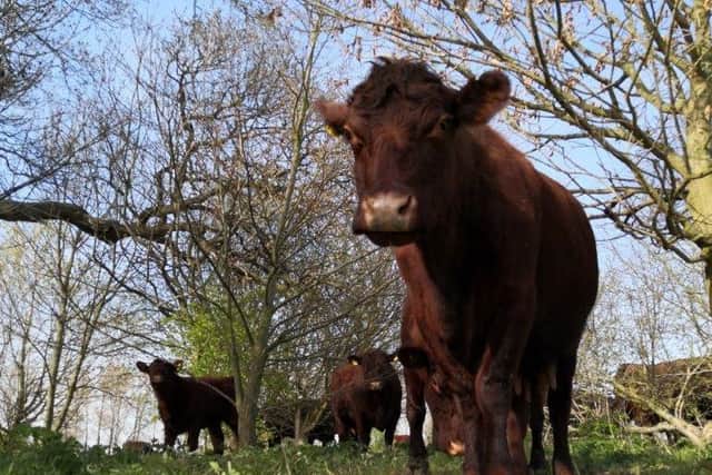 Wilder Doddington is a 100-year project to encourage natural processes to operate at a large scale, and it will result in the development of wood pasture, wetland and species-rich grassland.