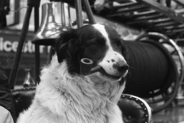 Pipe-fan Sam the Collie.