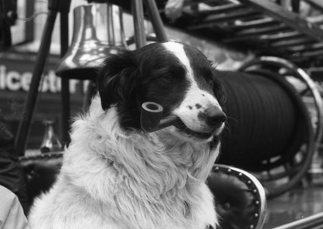 Pipe-fan Sam the Collie.