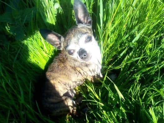 The little dog was found running in a busy road near Spilsby.