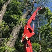 Tree management work is being carried out in the woodland areas at Coronation Walk and Vine Walk in Skegness.