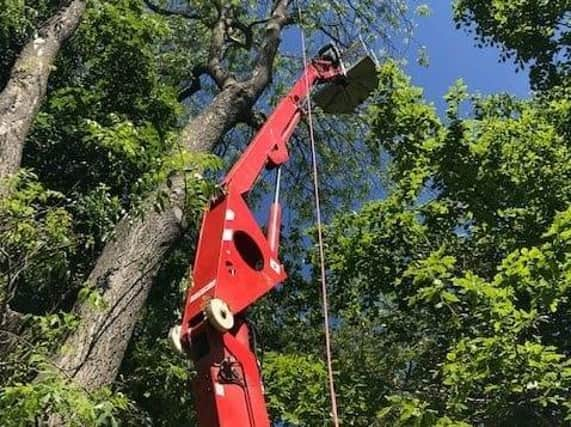 Tree management work is being carried out in the woodland areas at Coronation Walk and Vine Walk in Skegness.