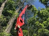 Tree management work is being carried out in the woodland areas at Coronation Walk and Vine Walk in Skegness.
