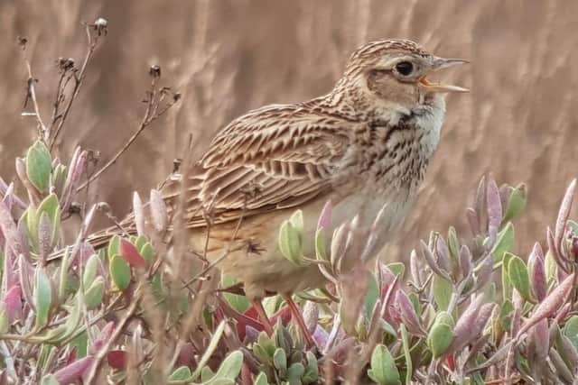 Skylarks can be heard as soon as you get out of the car park at Gibraltar Point and whilst it appears that we still have a good population on the Reserve, overall, their numbers have halved over the last 30 years in the UK.