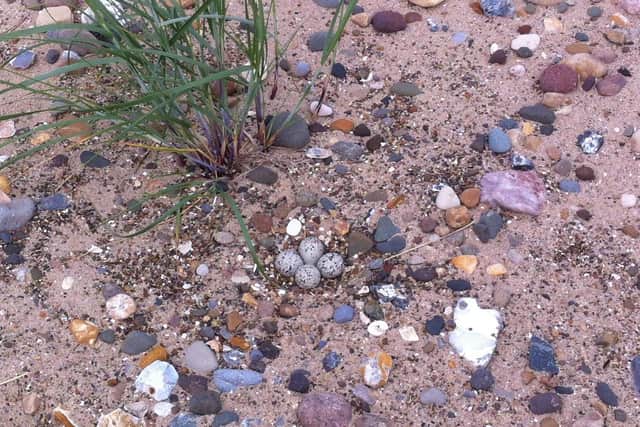 A Ringed Plover nest showing how well the eggs are camouflaged.