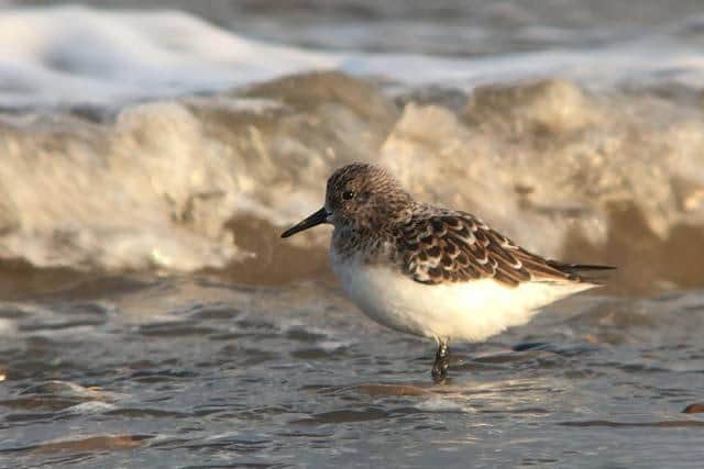 Sanderling is one of the species of wading bird that rely on Gibraltar Point as a re-fuelling site.