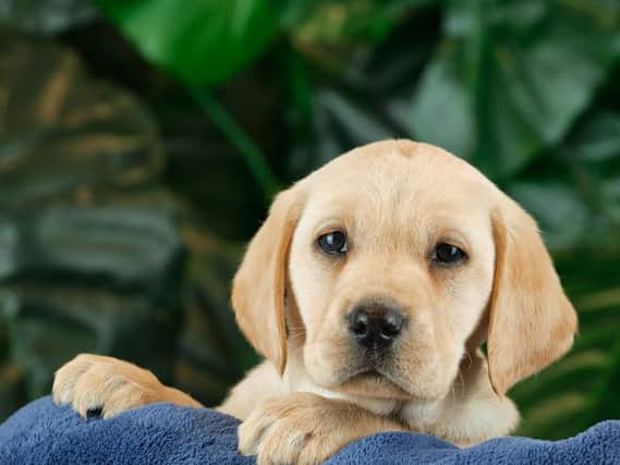 Evie the Guide Dogs puppy is named after Skegness Para Rider Evie Toombes.