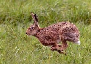 Linda Jackson - Spring Hare. EMN-210618-170159001