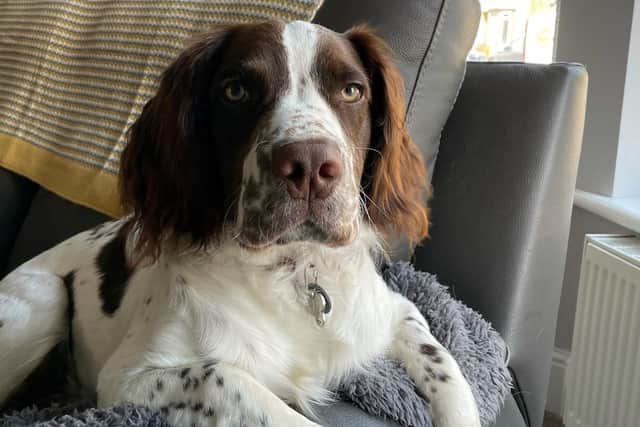 Springer spaniel Oscar