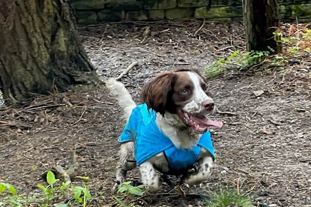 Springer spaniel Oscar.