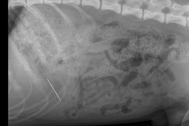 Oscar's x-ray which shows the needles.