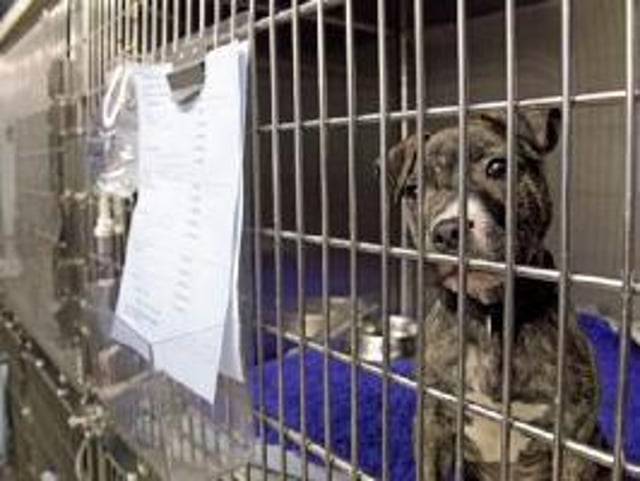 RSPCA image.