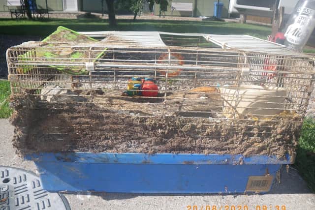 Clive the guinea pig's cage.