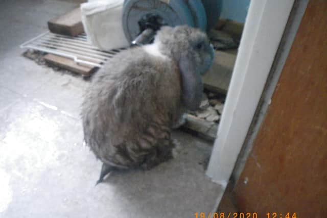 Bright Eyes the rabbit.