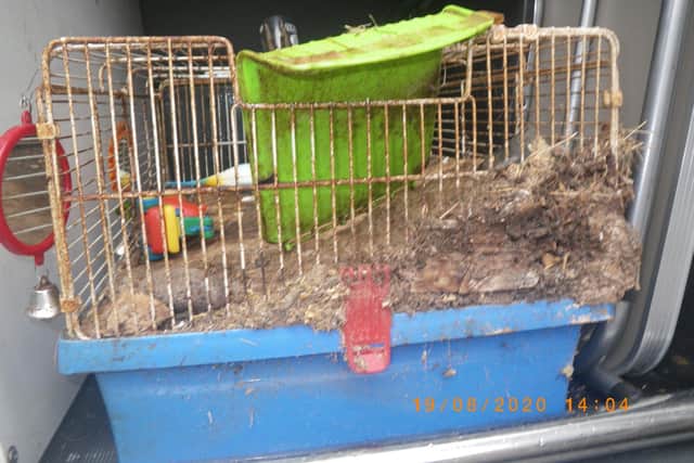 Clive the guinea pig's cage.