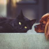 Have Cats Become More Affectionate in Lockdown? New Research Shows the Impact of the Pandemic on Pets